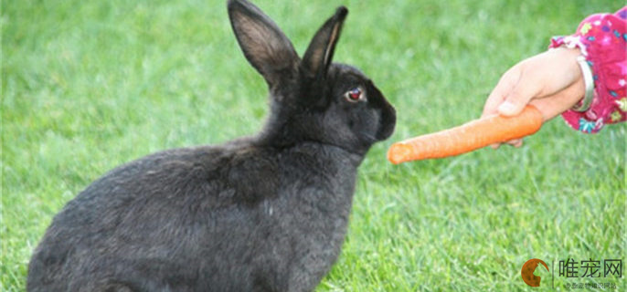 夏天给兔子吃什么解暑