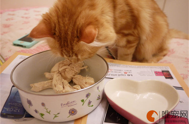 为什么给猫咪煮鸡胸肉后悔死了 鸡胸肉的做法