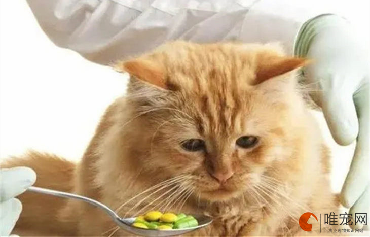 猫缺维生素b什么症状 补充多久可以恢复 猫缺维生素b什么症状 补充多久可以恢复