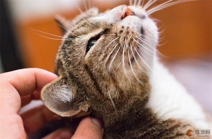 猫咪掉毛吃什么维生素可以改善 猫咪掉毛吃什么维生素可以改善