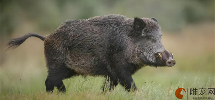 2023年野猪是几级保护动物