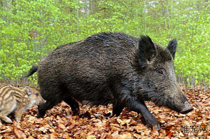 野猪是国家保护动物吗