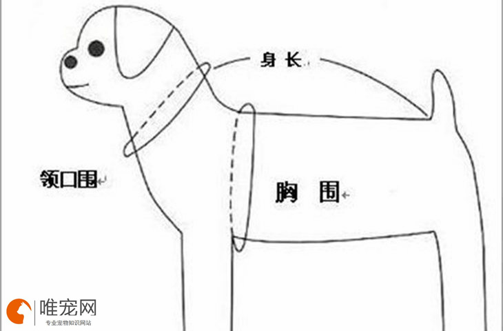 狗狗三围测量图解 最正确的测量方法 狗狗三围测量图解 最正确的测量方法