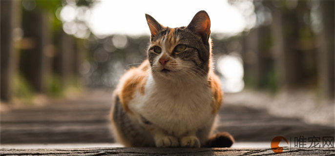 把猫送走了会导致运气变差吗 把猫送走了会导致运气变差吗