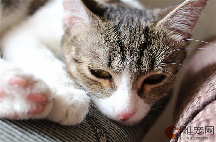 猫嘴一直在空嚼吧唧嘴是怎么回事 口腔问题有哪些表现 猫嘴一直在空嚼吧唧嘴是怎么回事 口腔问题有哪些表现