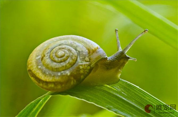 什么比蜗牛的速度更慢 世界最慢动物排名