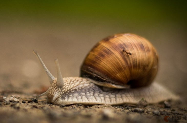 养蜗牛可以不要土吗 饲养的正确方法