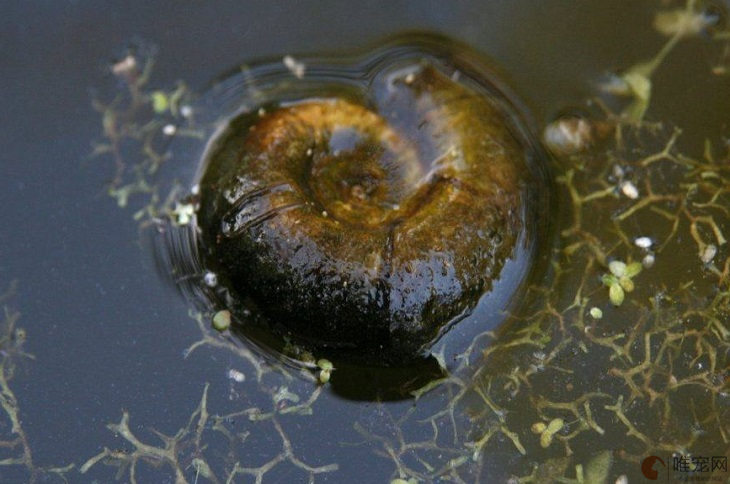 蜗牛在水里多久会淹死 能呆多长时间
