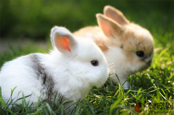 兔子低血糖症状 如果不动是否死了