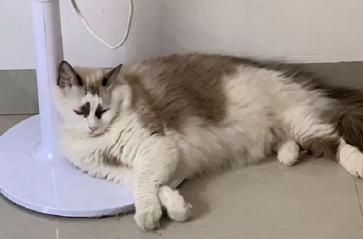 布偶猫500元能买一只吗 是不是有问题 布偶猫500元能买一只吗 是不是有问题