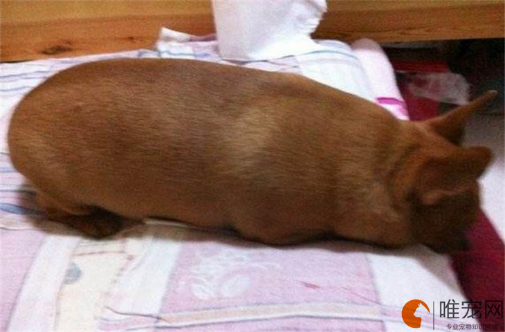 狗狗吃什么长胖又壮 怎么增肥最有效