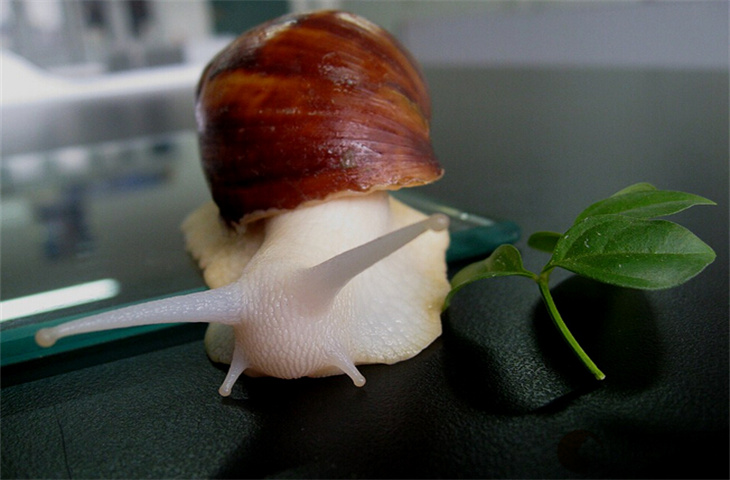 白玉蜗牛冬眠吗 怎么保护它