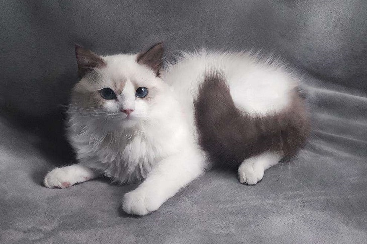 布偶猫过了爆毛期还能爆毛么 怎么确定 布偶猫过了爆毛期还能爆毛么 怎么确定