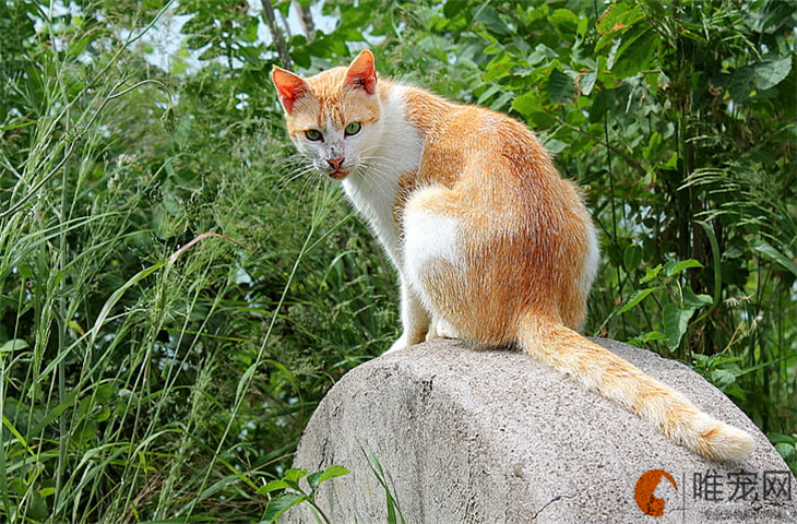 猫会屈服于暴力吗 挨打后的几种表现 猫会屈服于暴力吗 挨打后的几种表现