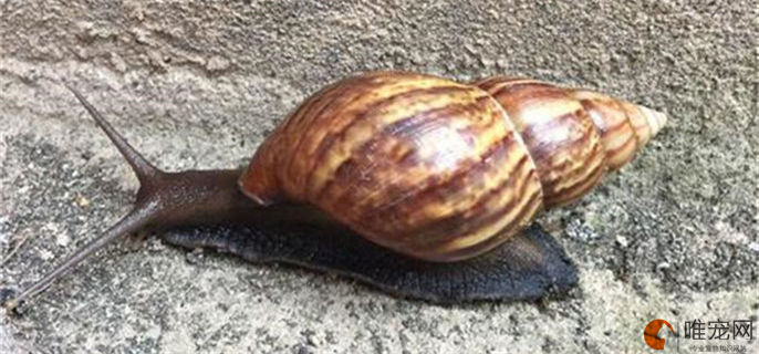 蜗牛从壳里爬出来是为什么