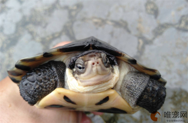 巴西龟是水龟还是陆龟 长期泡水里会死吗