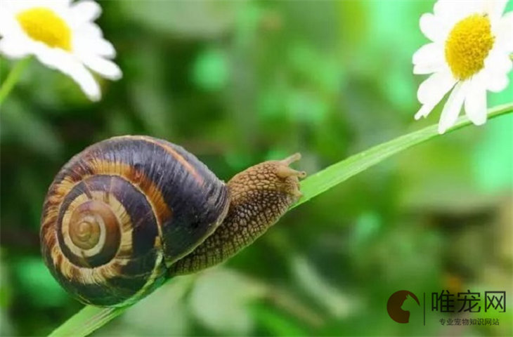 养蜗牛需要什么环境 适合生活在啥样的土壤中