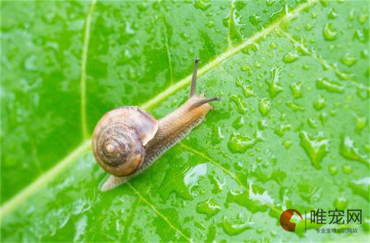 蜗牛吃芹菜叶吗 喜欢吃什么东西