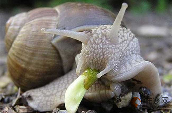 蜗牛多久喂一次 吃什么东西