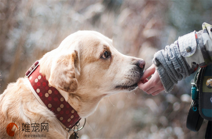 狗死了为什么三年内不养狗 多久适合再养