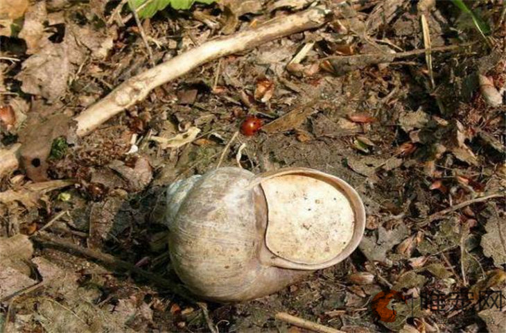 蜗牛蛋几天能孵出来 下蛋后怎么护理