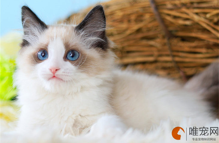 海双布偶猫正常价多少钱一只 海双和蓝双哪个贵