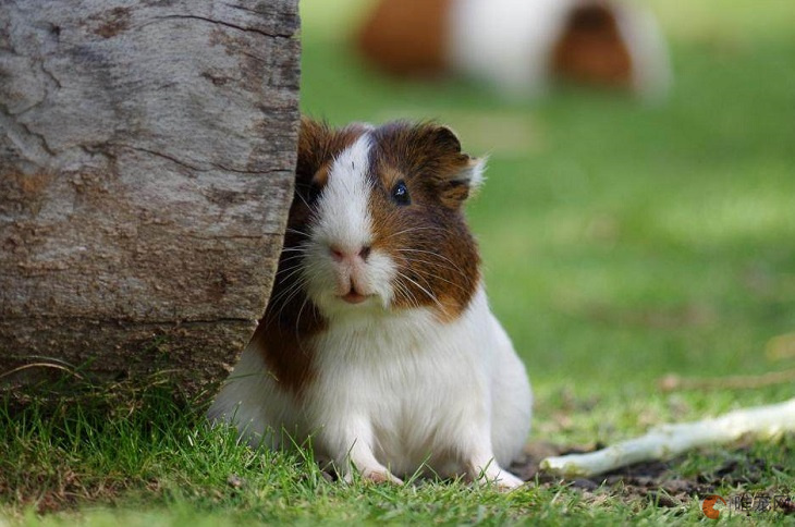 仓鼠刚到家几天才能适应环境 不吃不喝怎么办 仓鼠刚到家几天才能适应环境 不吃不喝怎么办
