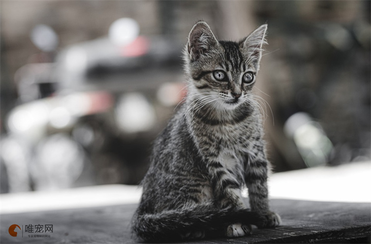 北方的流浪猫冬天怎么过冬 一般藏在哪