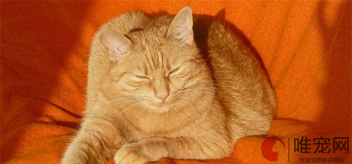 橘猫吉利又好听的名字有哪些 