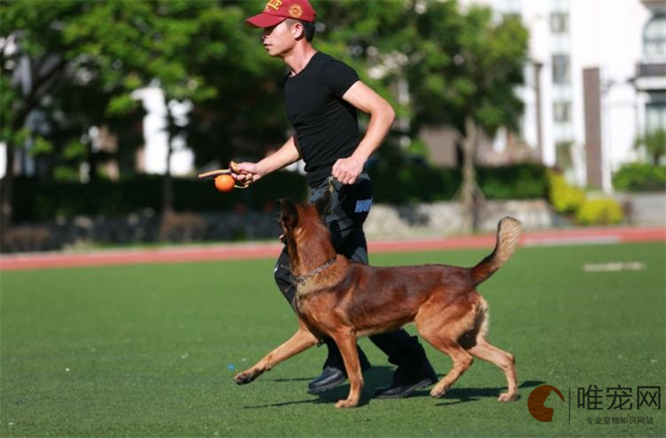 训犬师资格证怎么考 培训费用大概是多少