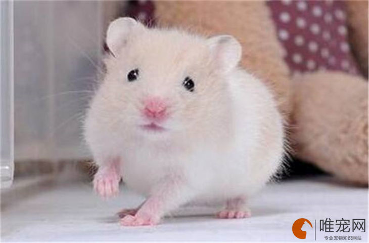 世界上最贵的仓鼠排名  多少钱一只