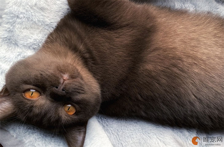 怎么让猫知道尿床不对 有效制止乱尿的方法