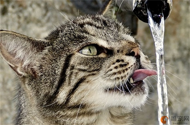 猫咪只喝水不吃东西是猫瘟吗 怎么判断