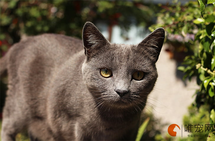 怎么区分是不是后院猫 新手买猫的注意事项