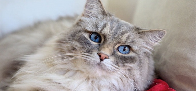 仙气飘飘古风的猫咪名字有哪些 仙气飘飘古风的猫咪名字有哪些