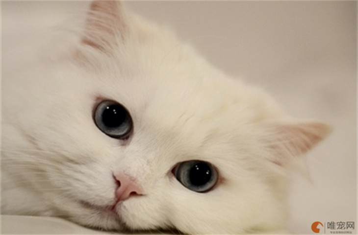 古代人称呼猫的雅称有什么 古代人称呼猫的雅称有什么