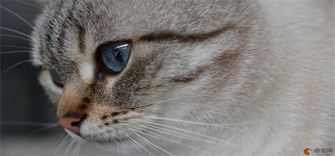 猫咪象征平安的名字有哪些 猫咪象征平安的名字有哪些