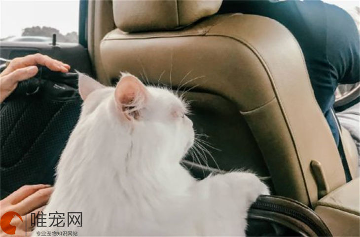 猫咪坐几十个小时的车有事吗 需要注意什么