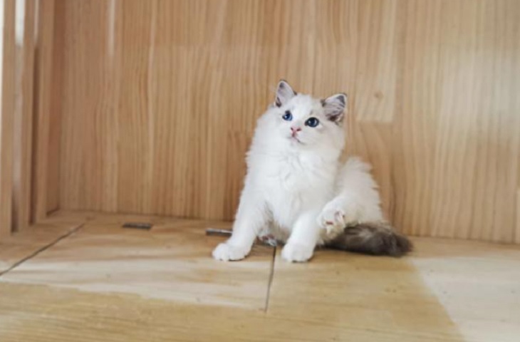 给布偶猫咪取什么名字好听 给布偶猫咪取什么名字好听