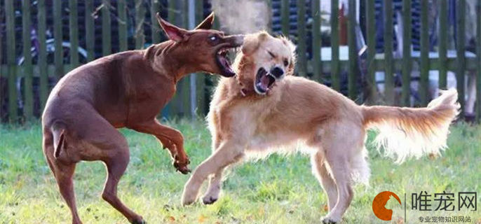怎么训练狗狗攻击别的狗