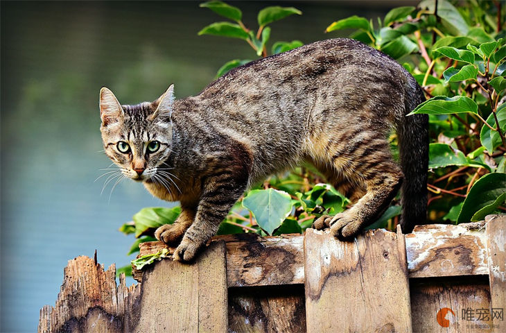 野猫关笼子能去掉野性吗