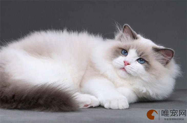 布偶猫名字大全 洋气的猫名怎么取 布偶猫名字大全 洋气的猫名怎么取