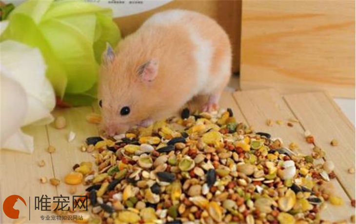 仓鼠一天吃多少克鼠粮 不同阶段的摄食量