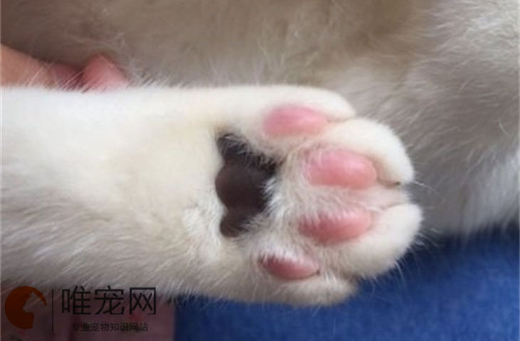 猫的脚掌有什么特点 肉垫有哪些作用
