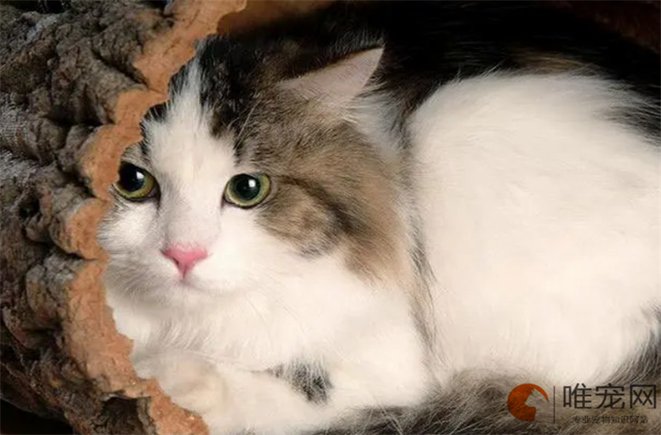 布偶猫男猫霸气名字有哪些 怎么取名 布偶猫男猫霸气名字有哪些 怎么取名