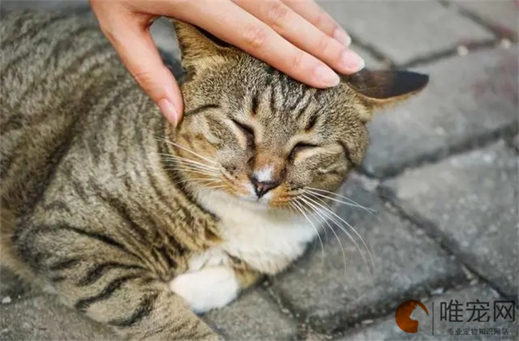 狸花猫几个月开始发腮 多大才能变温顺