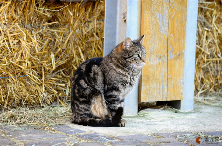 冬天野猫在楼下惨叫是为什么