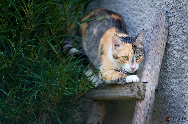 猫咪又土又搞笑的名字大全 逗比可爱的有哪些