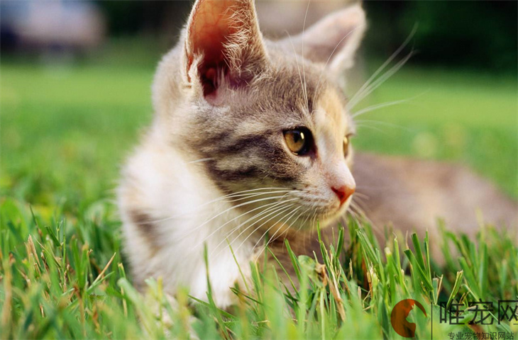 猫咪会记仇故意尿床上吗 怎么消除猫的报复心理