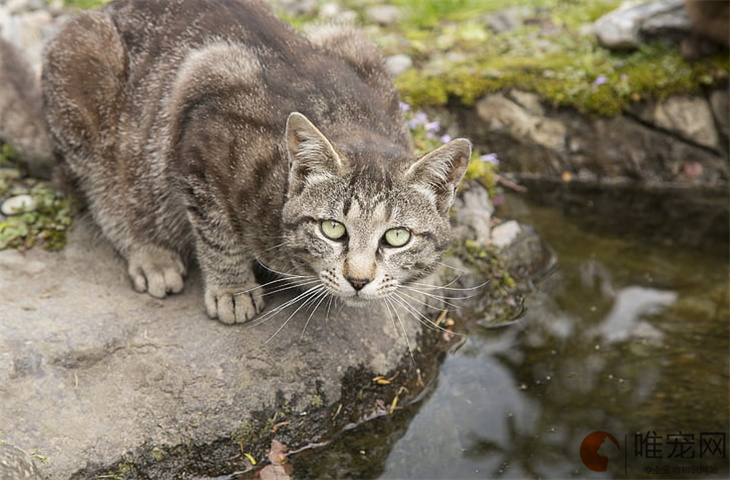 成年猫一天吃多少猫粮 换主养得熟吗